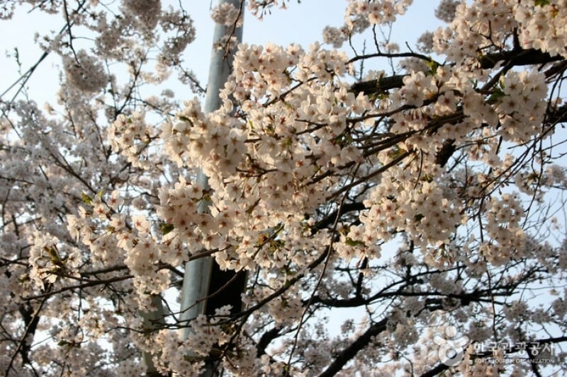 永登浦汝矣島春の花祭り (1/14)