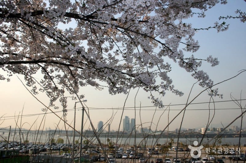 永登浦汝矣島春の花祭り (3/14)