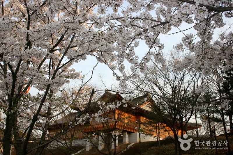 永登浦汝矣島春の花祭り (4/14)