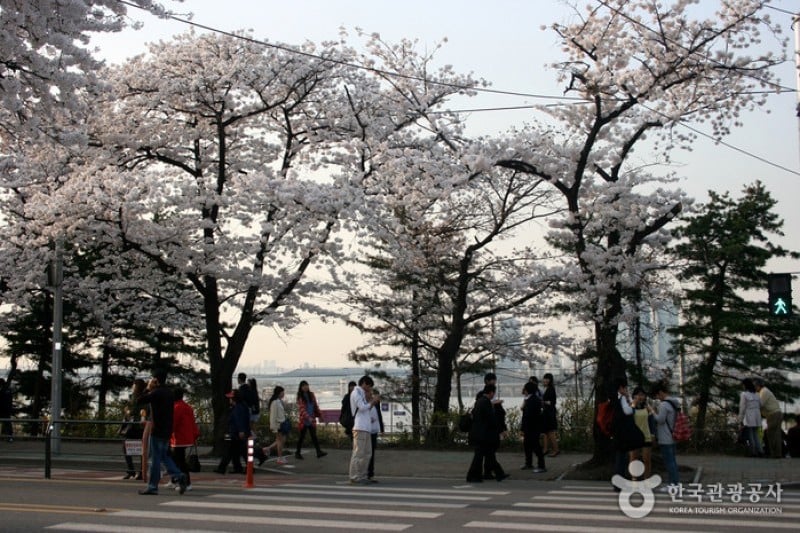 永登浦汝矣島春の花祭り (6/14)
