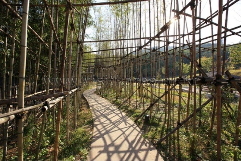 Dream Forest 