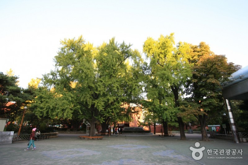 マロニエ公園 (9/18)