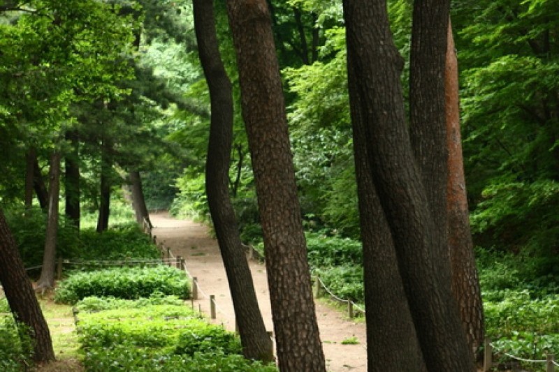 洪陵樹木園 (2/5)