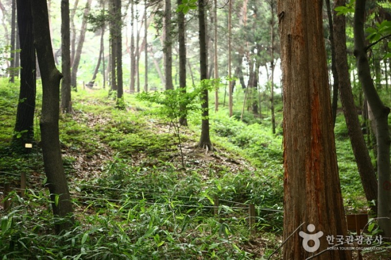 洪陵樹木園 (4/5)