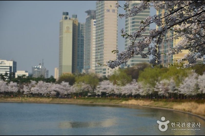 石村湖水桜祭り (1/8)