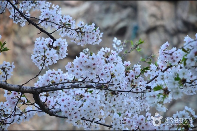 石村湖水桜祭り (3/8)