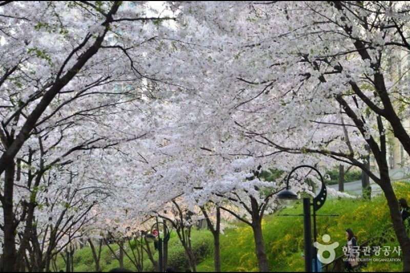 石村湖水桜祭り (4/8)