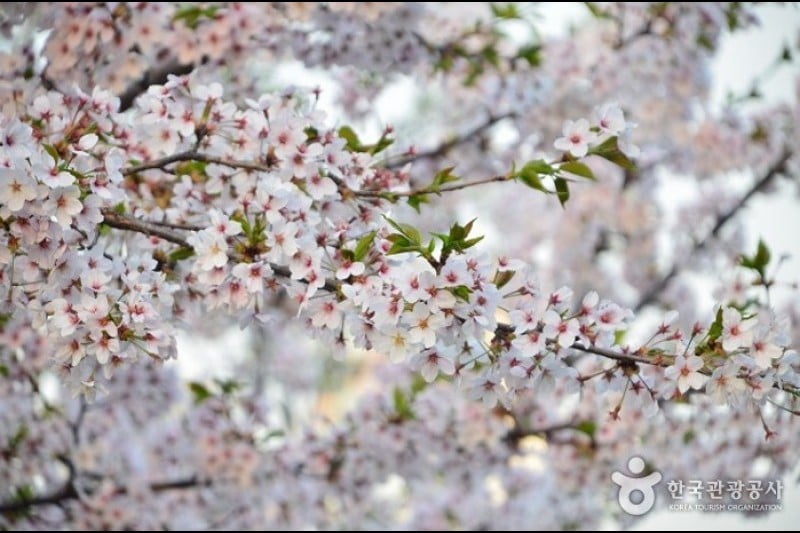 石村湖水桜祭り (5/8)