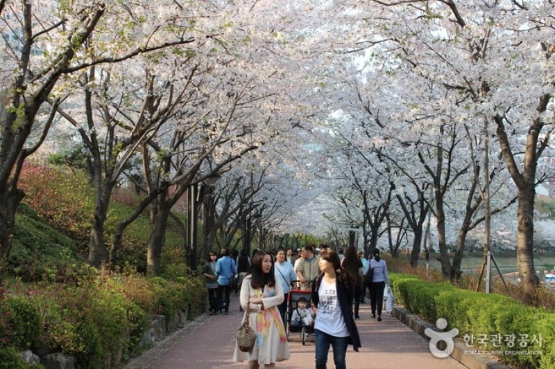 石村湖水桜祭り (6/8)
