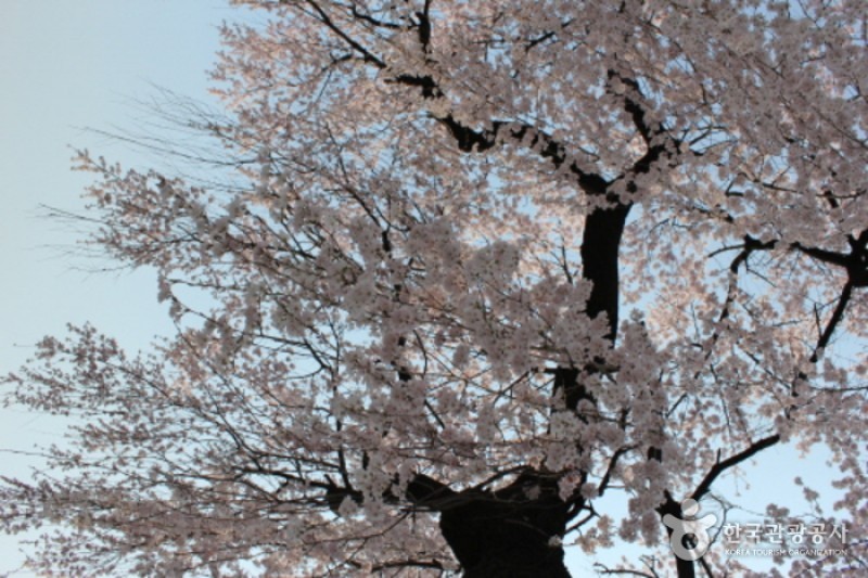 しだれ桜と共にする開かれた顕忠院イベント2016 (3/5)