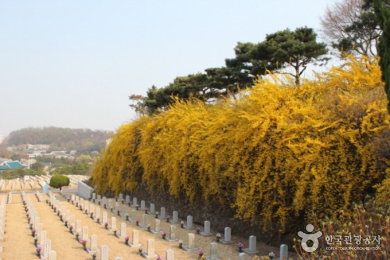 しだれ桜と共にする開かれた顕忠院イベント2016 (4/5)