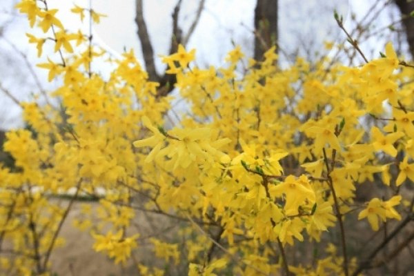 鷹峰山レンギョウ祭り