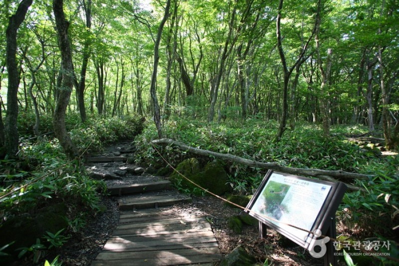 漢拏山国立公園 (3/19)
