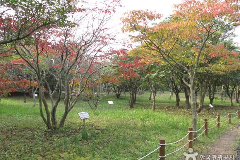漢拏樹木園 (4/18)