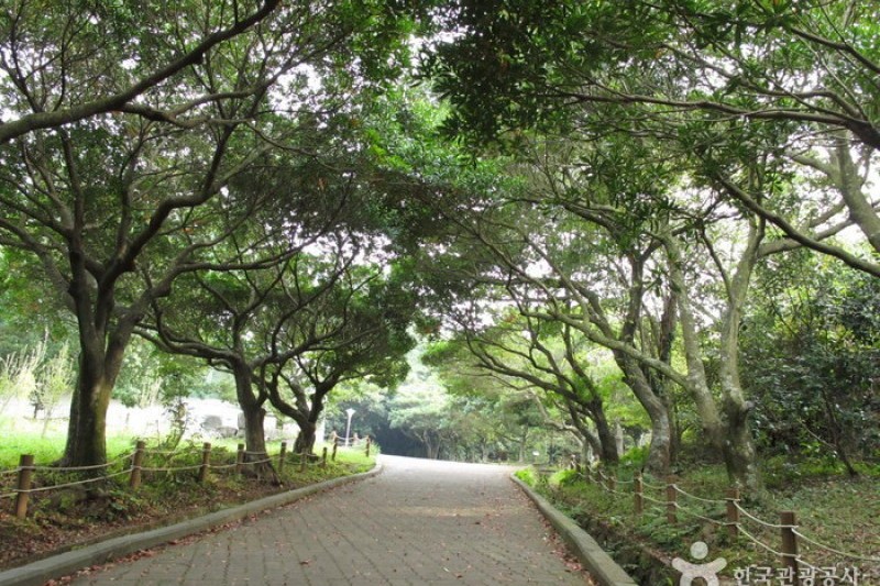 漢拏樹木園 (14/18)