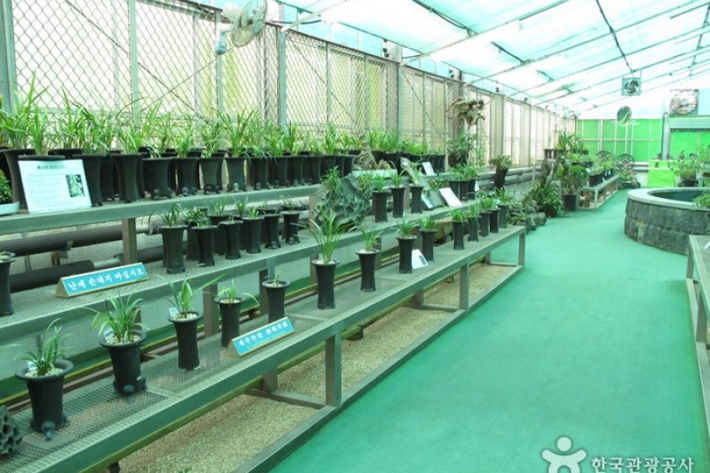 漢拏樹木園 (16/18)