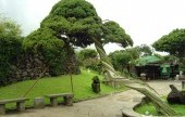 盆栽芸術園