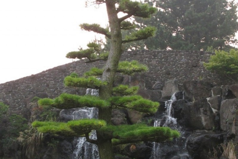 盆栽芸術園 (9/27)