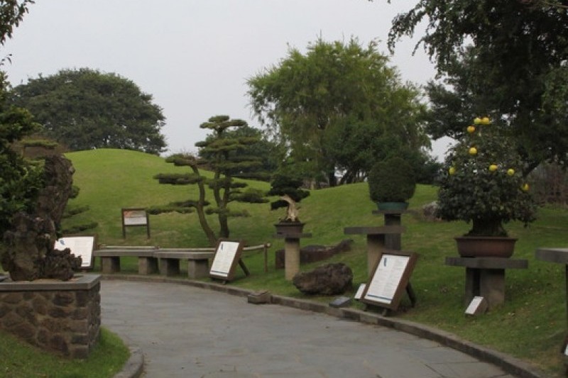盆栽芸術園 (11/27)