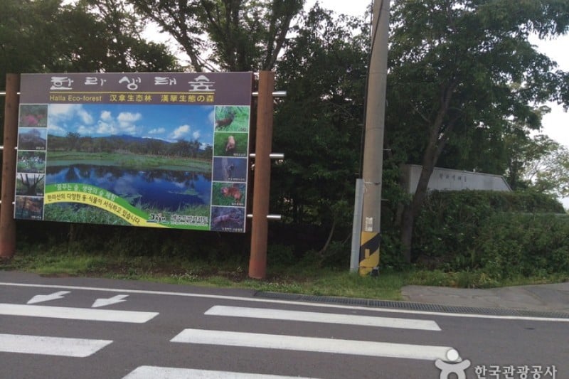 漢拏生態の森 (1/5)