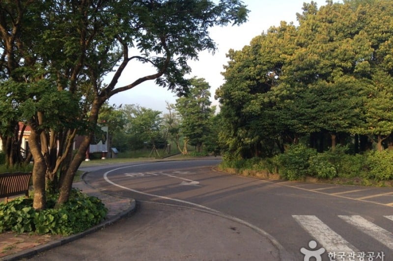 漢拏生態の森 (3/5)