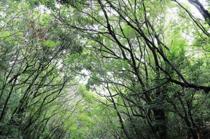 済州島観光特区 (20/28)