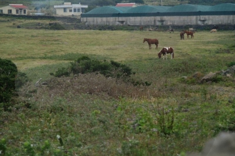 新豊・新川海牧場（신풍 신천 바다목장） (5/6)