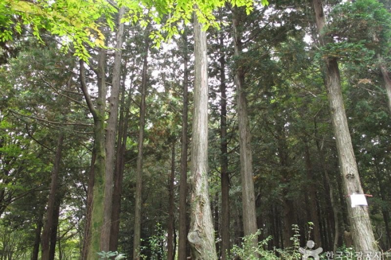西帰浦自然休養林 (1/15)