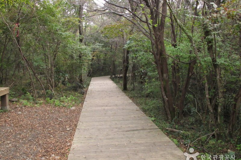 西帰浦自然休養林 (14/15)
