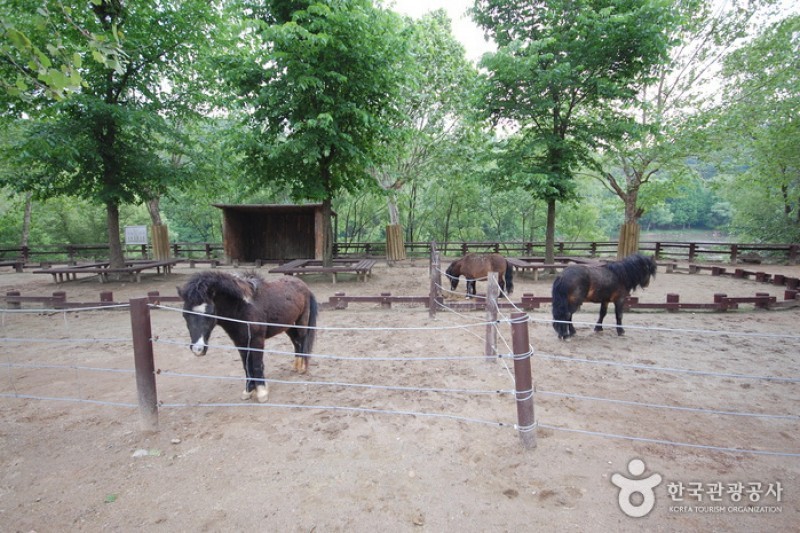 ソウル大公園（ソウル動物園） (38/58)