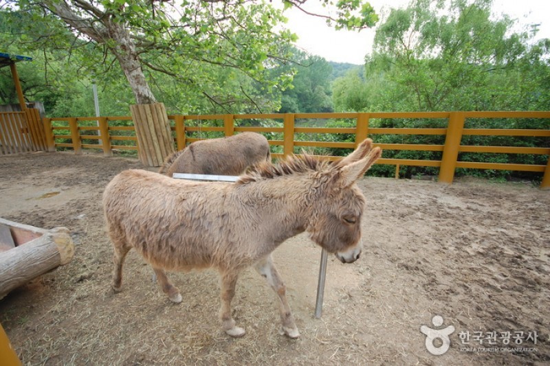 ソウル大公園（ソウル動物園） (39/58)