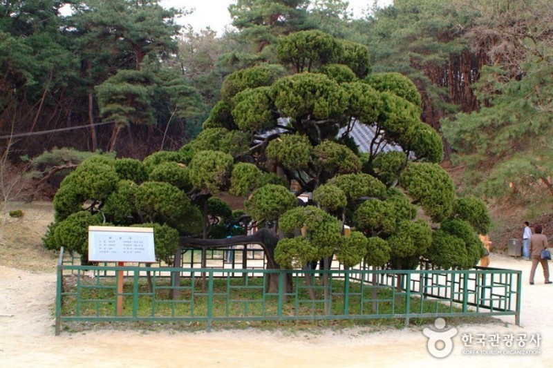 神勒寺(驪州) (14/18)