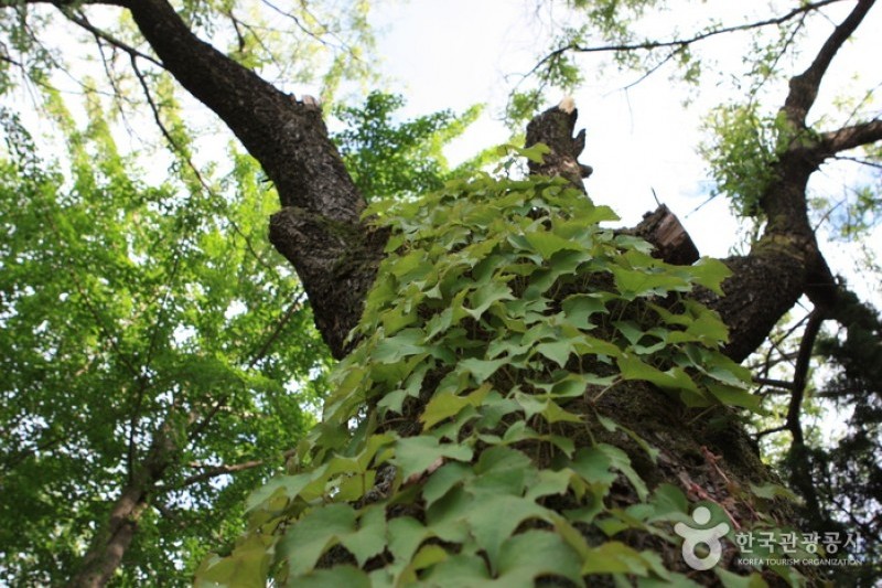 碧草池文化樹木園 (9/35)