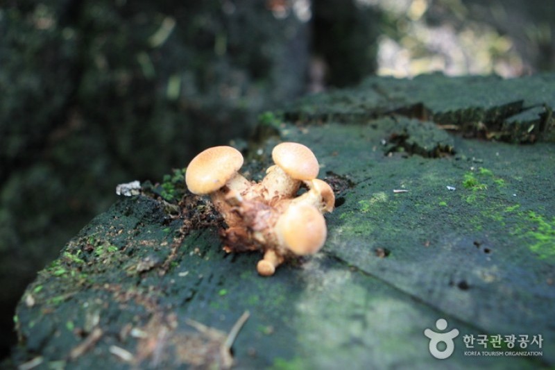 碧草池文化樹木園 (10/35)
