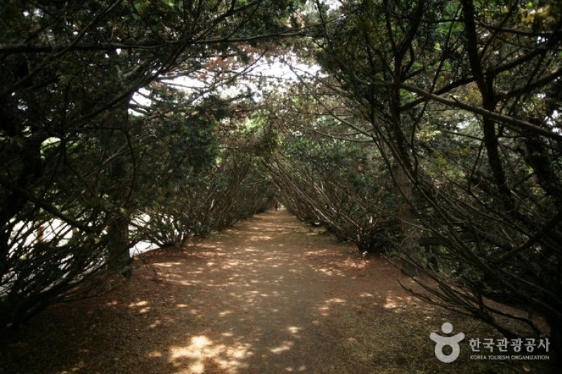 碧草池文化樹木園 (31/35)