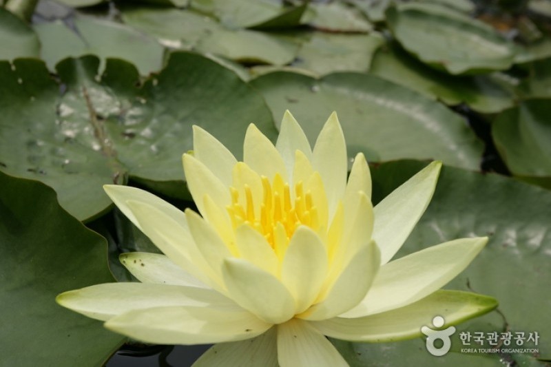 碧草池文化樹木園 (32/35)