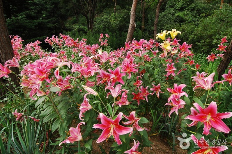 韓宅植物園 (24/31)