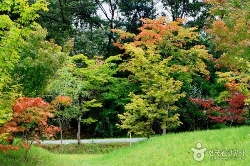 京畿道立ムルヒャンギ樹木園 (11/48)