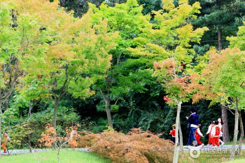 京畿道立ムルヒャンギ樹木園 (13/48)