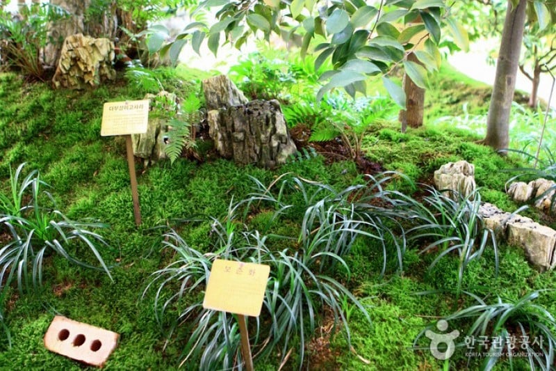 京畿道立ムルヒャンギ樹木園 (23/48)
