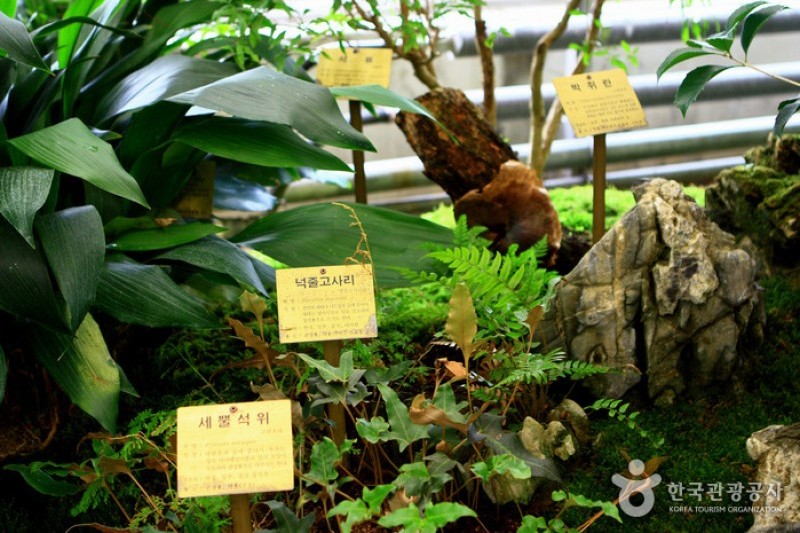 京畿道立ムルヒャンギ樹木園 (24/48)