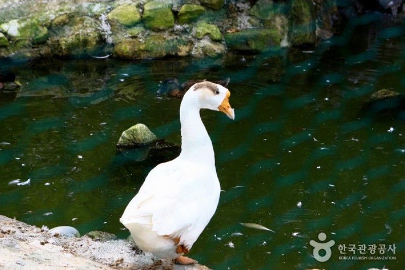 京畿道立ムルヒャンギ樹木園 (33/48)