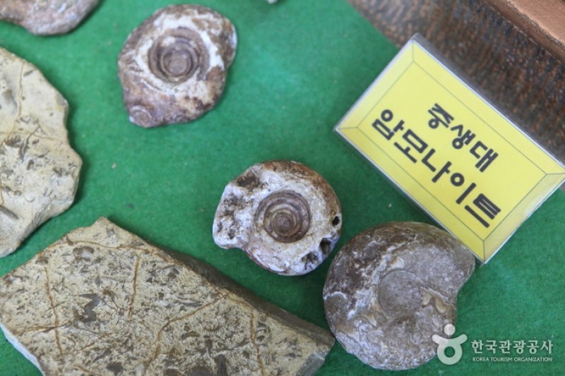 アラクノピア生態樹木園・胄弼クモ博物館 (5/17)