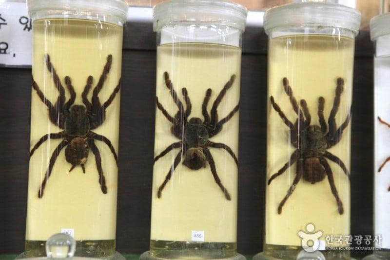 アラクノピア生態樹木園・胄弼クモ博物館 (9/17)