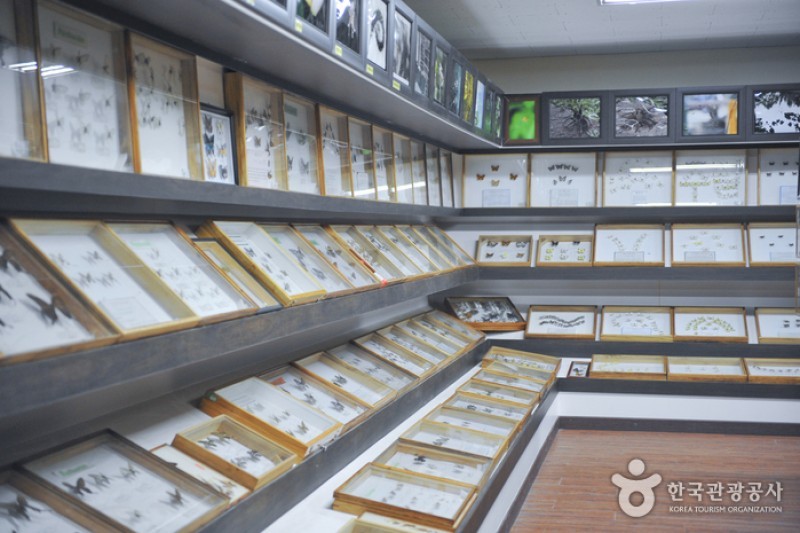 アラクノピア生態樹木園・胄弼クモ博物館 (16/17)