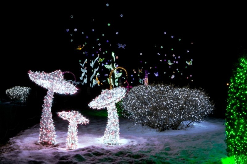 アチムゴヨ樹木園 五色ピョルビッ庭園展 (11/18)