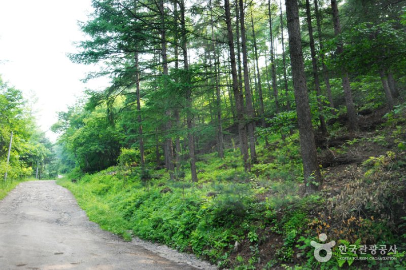 仲美山自然休養林（중미산자연휴양림） (10/26)