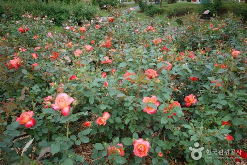 ソウル大公園薔薇園 (1/1)