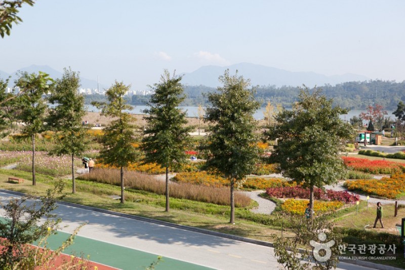 九里市民漢江公園(コスモス公園) (1/6)