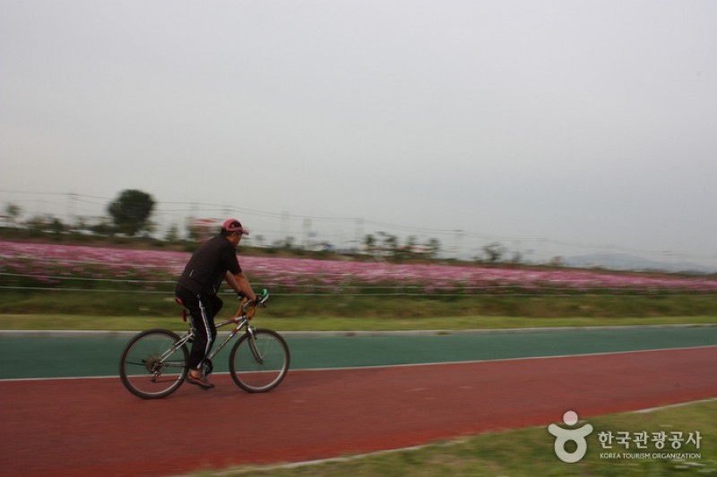 九里市民漢江公園(コスモス公園) (4/6)